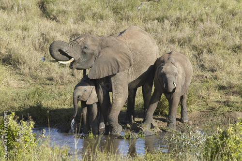 African Elephants drinking water at pond in afternoon light at Lewa Conservancy  Kenya  Africa