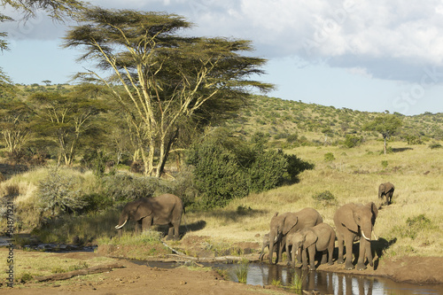 African Elephants drinking water at pond in afternoon light at Lewa Conservancy  Kenya  Africa