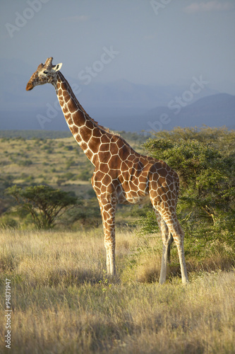 Giraffe in sunset light at Lewa Conservancy, Kenya, Africa