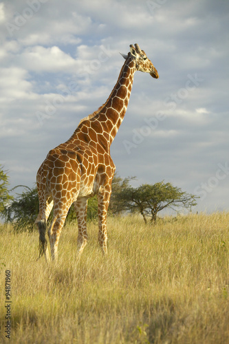 Giraffe in sunset light at Lewa Conservancy  Kenya  Africa