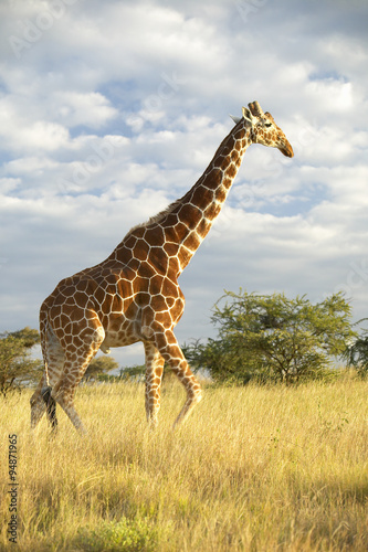 Giraffe in sunset light at Lewa Conservancy  Kenya  Africa