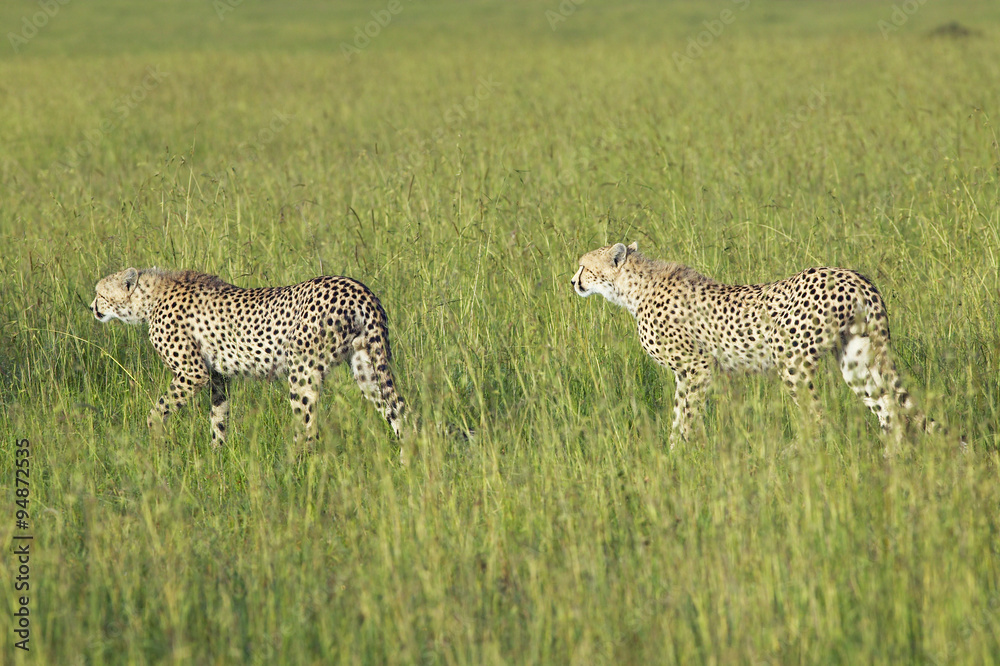 Two Cheetahs stalking through high grasslands of Masai Mara near Little Governor's camp in Kenya, Africa Two Cheetahs stalking through high grasslands of Masai Mara near Little Governor's camp in Kenya, Africa