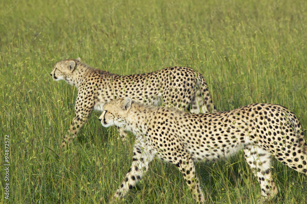 Two Cheetahs stalking through high grasslands of Masai Mara near Little Governor's camp in Kenya, Africa Two Cheetahs stalking through high grasslands of Masai Mara near Little Governor's camp in Kenya, Africa
