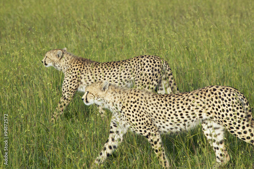 Two Cheetahs stalking through high grasslands of Masai Mara near Little Governor's camp in Kenya, Africa