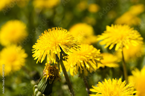  yellow dandelion flowers