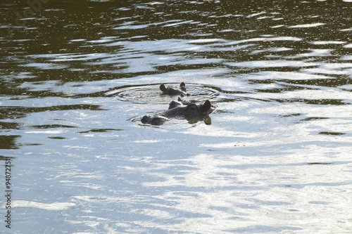 Hippopotamus in pool of water in Masai Mara near Little Governor's camp in Kenya, Africa