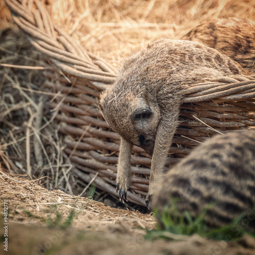 müdes Erdmännchen