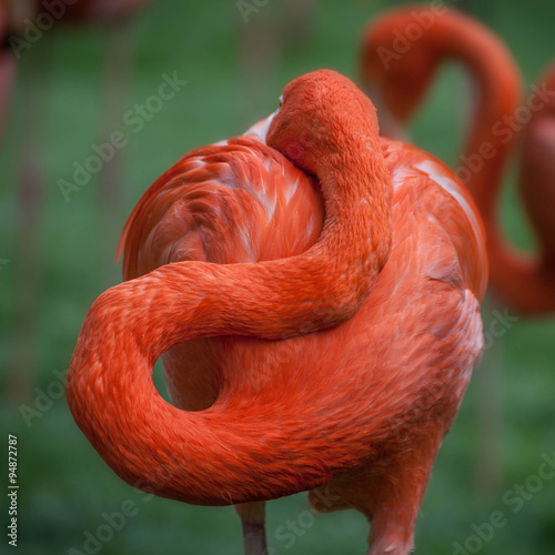 müder Flamingo