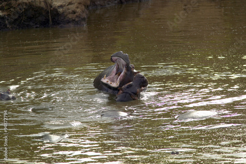 Hippopotamus in pool of water with mouth opened in Masai Mara near Little Governor's camp in Kenya, Africa