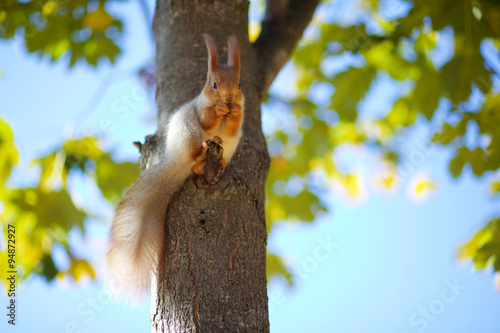 Squirrel on the tree photo