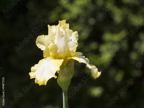 Big Yellow Iris