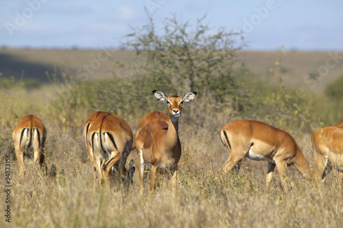 Impala looking into camera at Nairobi National Park, Nairobi, Kenya, Africa © spiritofamerica