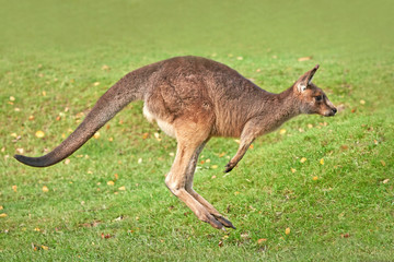 Wandcirkels Kangoeroe Oostelijke grijze kangoeroe Macropus giganteus  © dennisjacobsen