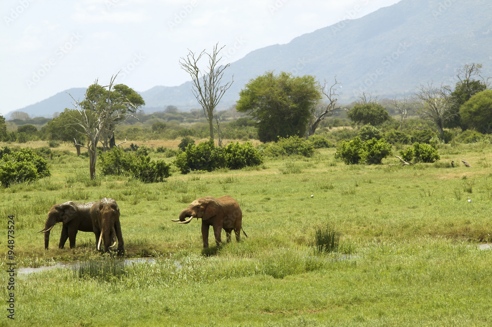 African Elephants at watering hole in Tsavo National Park, Kenya, Africa African Elephants at watering hole in Tsavo National Park, Kenya, Africa