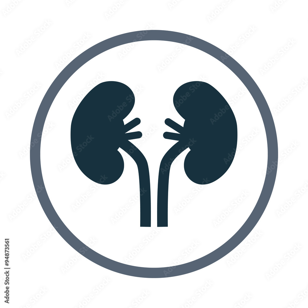 Human kidneys icon Human kidneys icon