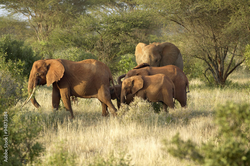 African Elephants taking a dust bath in Tsavo National Park  Kenya  Africa