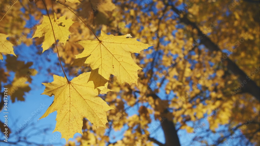 Yellow maple leaf on natural blurred light autumn background Yellow maple leaf on natural blurred light autumn background