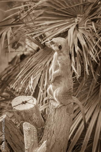 Meerkat animal standing on a tree stump on a background of palm leaf in the background