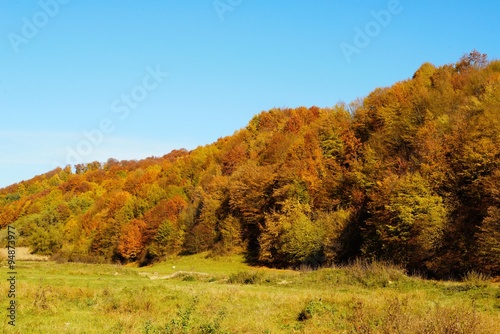 Autumn colors in the forest and a blue sky