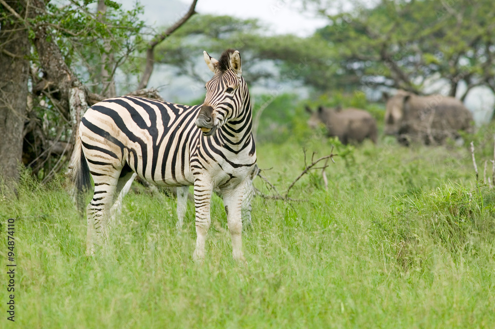 Zebra and two White Rhino in Umfolozi Game Reserve, South Africa, established in 1897 Zebra and two White Rhino in Umfolozi Game Reserve, South Africa, established in 1897