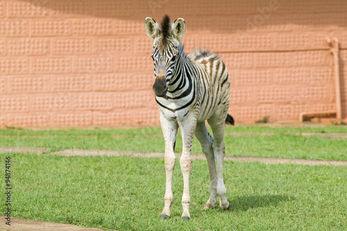 Baby Zebra standing in front of house in Umfolozi Game Reserve, South Africa, established in 1897 photo