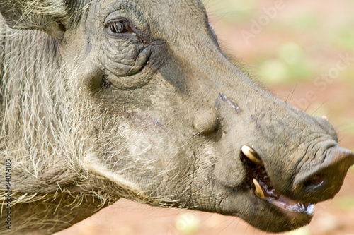 Closeup of face of warthog in Umfolozi Game Reserve, South Africa, established in 1897 photo