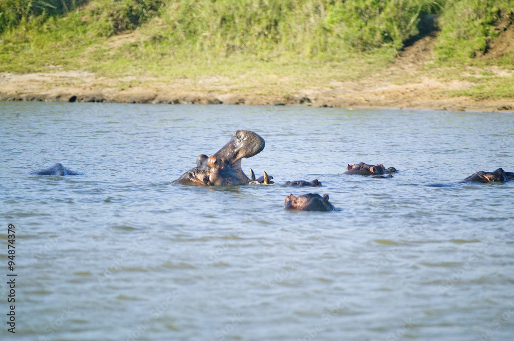 Fototapeta premium Hippo opening mouth in a sequence of shots in the Greater St. Lucia Wetland Park World Heritage Site, St. Lucia, South Africa