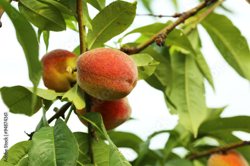 Ripe peaches fruits on a branch, outdoor