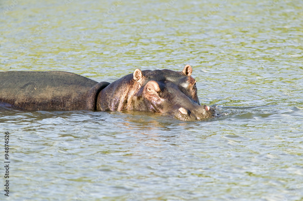 Hippo relaxing in water in the Greater St. Lucia Wetland Park World Heritage Site, St. Lucia, South Africa Hippo relaxing in water in the Greater St. Lucia Wetland Park World Heritage Site, St. Lucia, South Africa