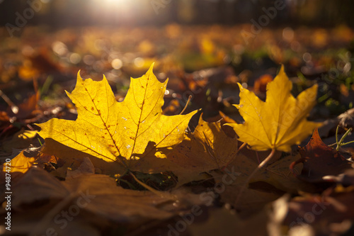 Autumn and leaves