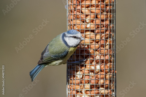 Blue Tit (cyanistes caeruleus) on a garden feeder