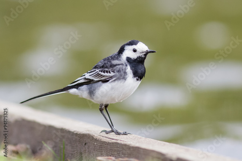 Pied Wagtail by the edge of a lake