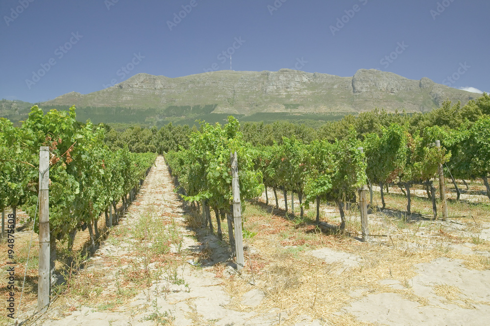 Naklejka premium Constantia Wine Vineyards outside of Cape Town, South Africa