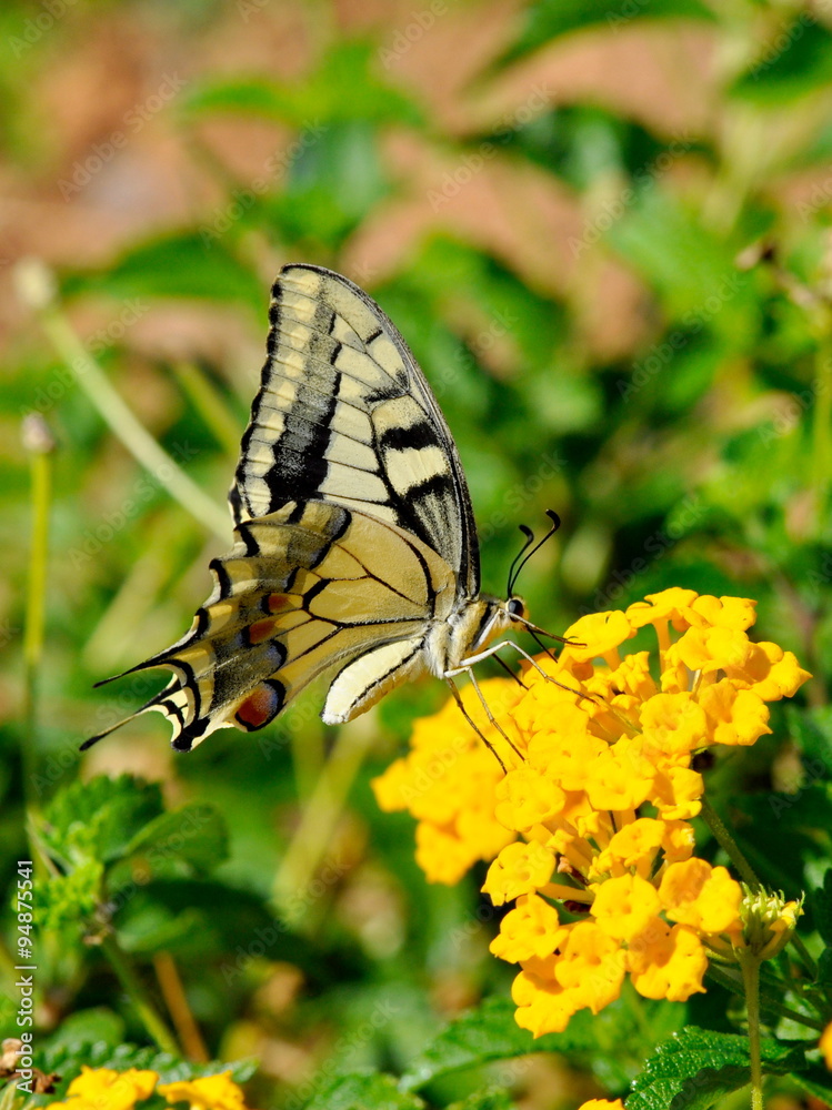 Fototapeta premium Old World Swallowtail Papilio machaon