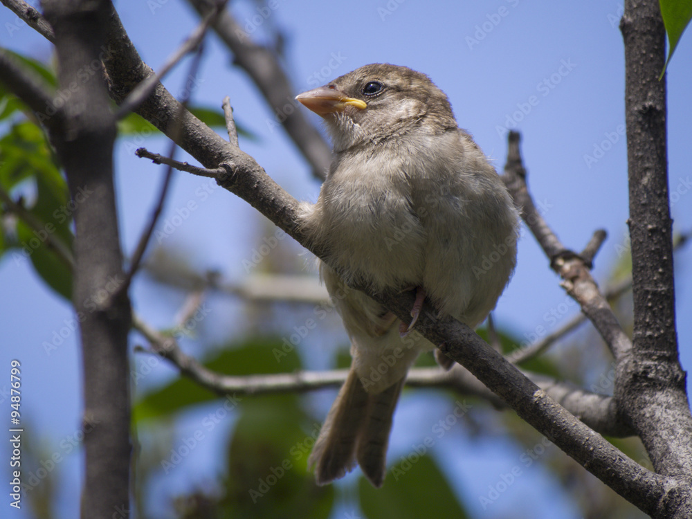 Bird in my garden Bird in my garden