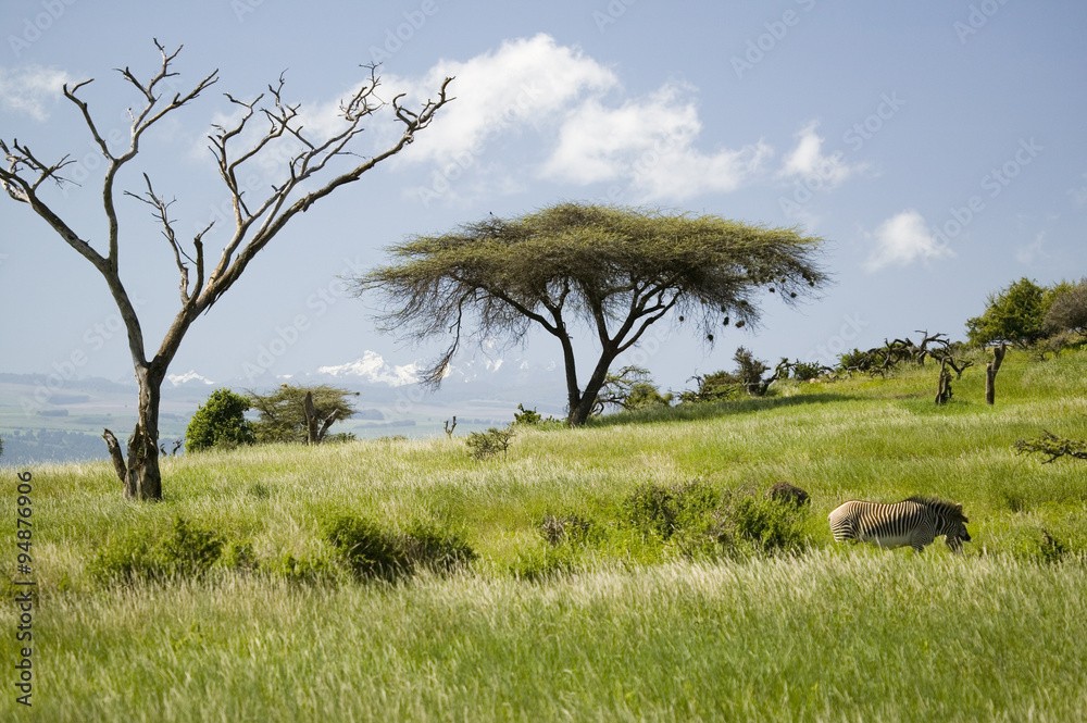 Common Zebra and Acacia tree and green grass of Lewa Conservancy with Mnt. Kenya in background, North Kenya, Africa Stock Photo | Adobe Stock