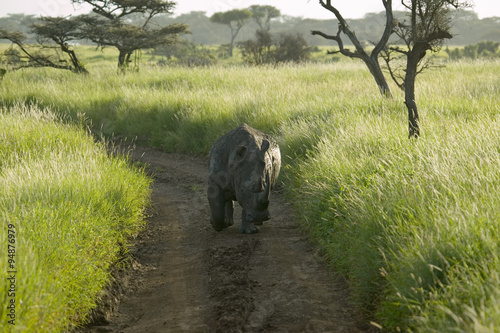 Endangered White Rhino in the middle of the road of Lewa Wildlife Conservancy, North Kenya, Africa