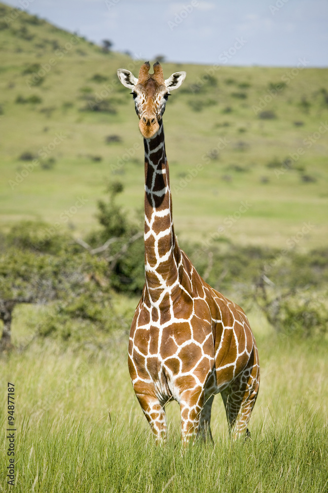 Masai Giraffe stairs into camera at the Lewa Wildlife Conservancy, North Kenya, Africa Masai Giraffe stairs into camera at the Lewa Wildlife Conservancy, North Kenya, Africa