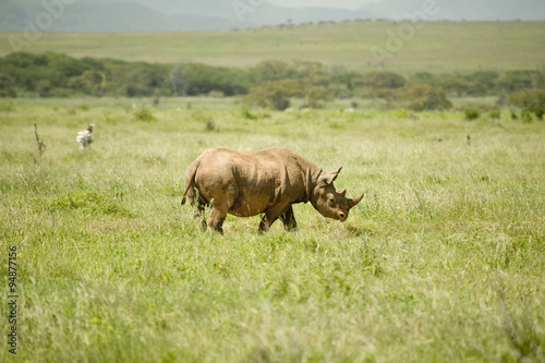 Fototapeta Naklejka Na Ścianę i Meble -  Black Rhino in the green grass of North Kenya, Africa