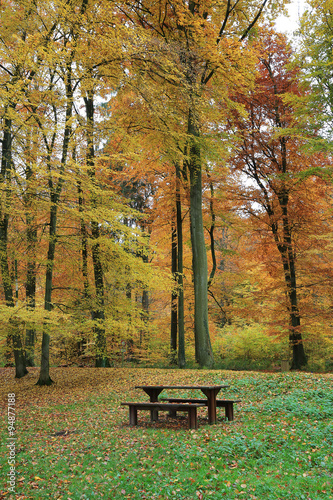 dans la forêt