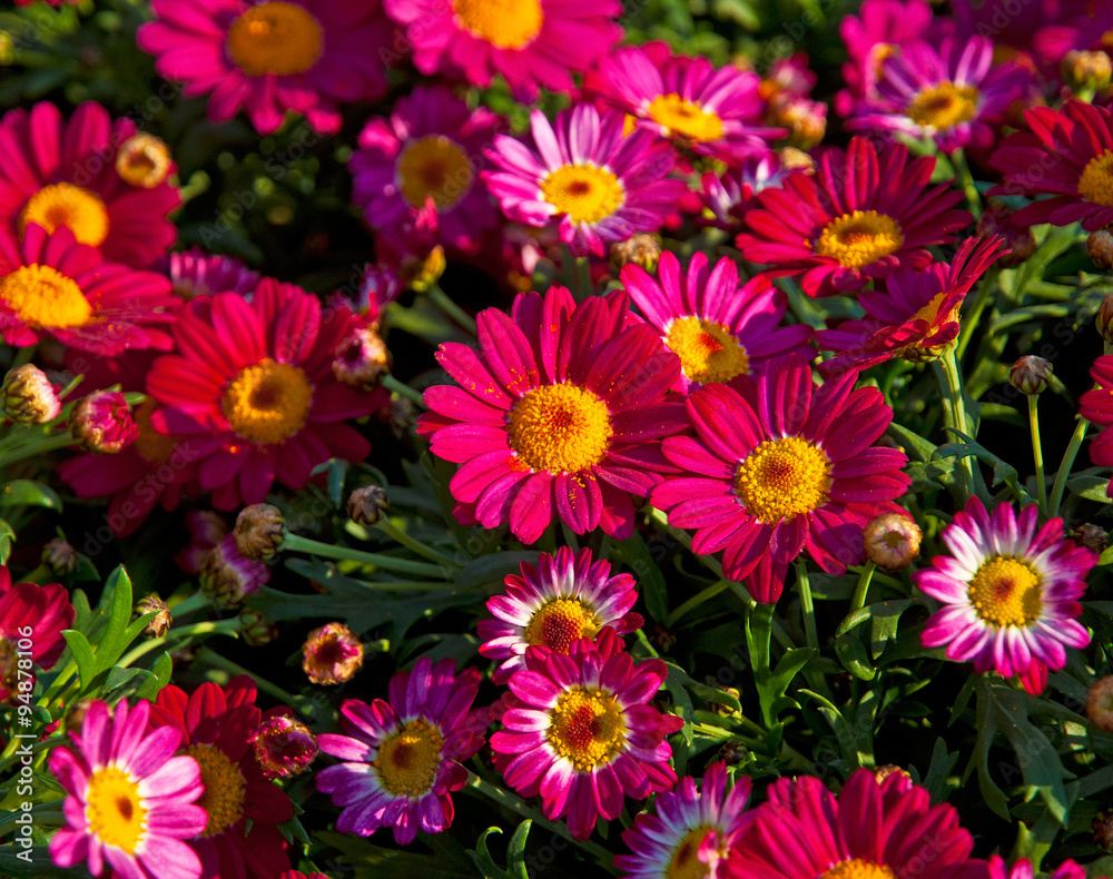 Colorful flowers in the garden Colorful flowers in the garden