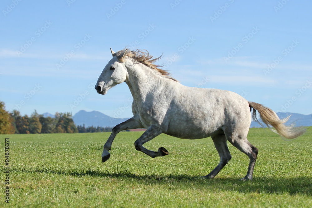 Lusitano im Galopp auf Wiese - Alpen im Hintergrund Lusitano im Galopp auf Wiese - Alpen im Hintergrund