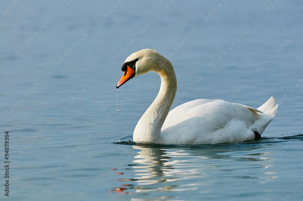 Naklejka premium Swan in water