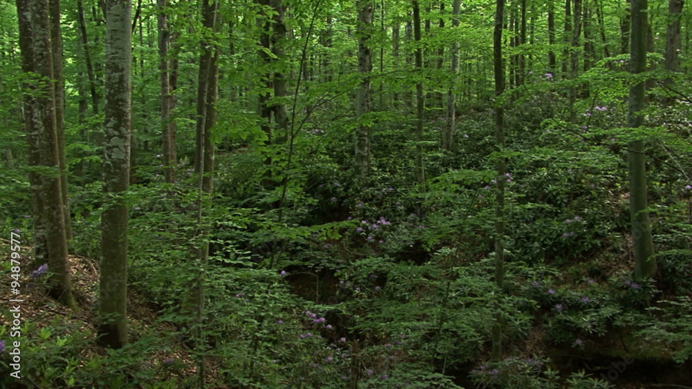 Group of Rhododendron flowers in the mountain wet forest Group of Rhododendron flowers in the mountain wet forest