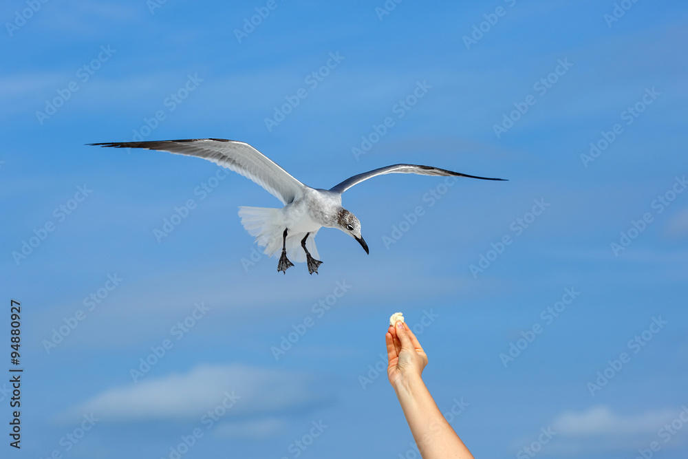 Fototapeta premium Flying seagull taking food from hand