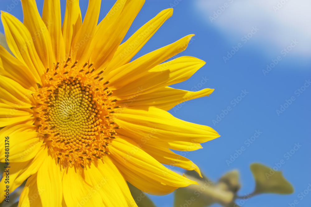 Sunflower head and leaves closeup against the sky Sunflower head and leaves closeup against the sky