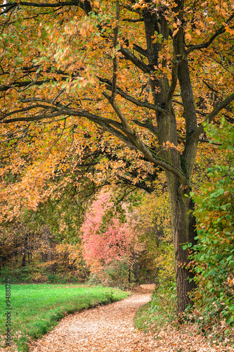 Herbst Bäume Weg Park