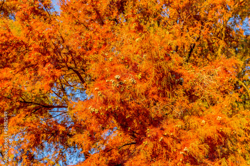 Cypr  s chauve en automne  au Parc de la T  te-d Or de Lyon