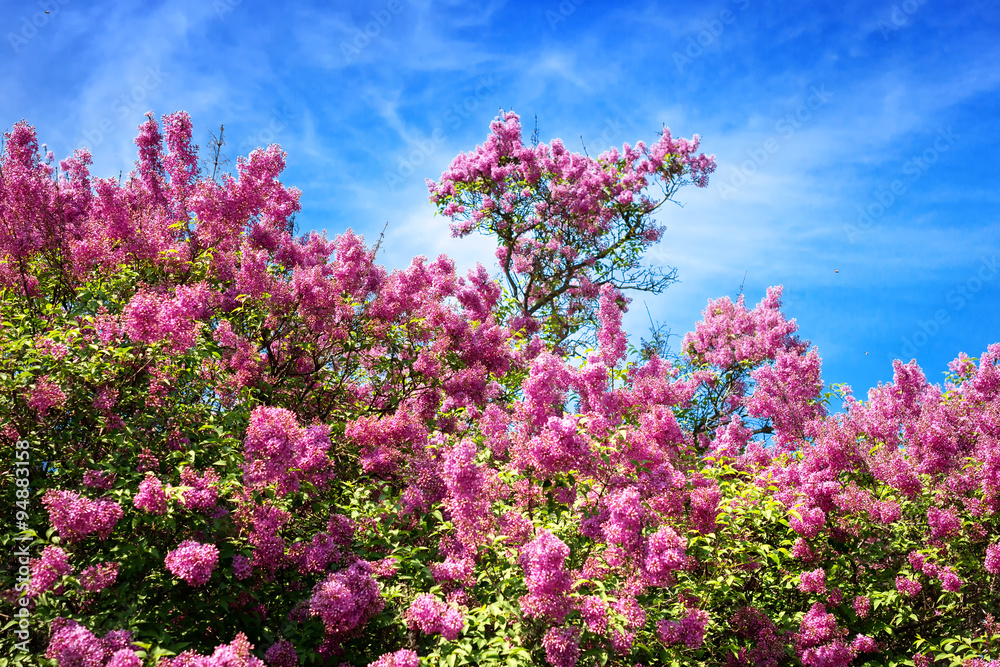 Bushes of blooming lilacs. Spring time