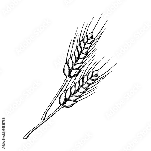 Sketch of wheat with ripe grains